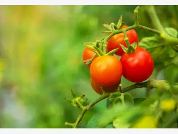 Ilustracja artykułu czy sadzone we własnym ogrodzie warzywa polepszą smak naszych potraw?