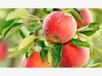 Ilustracja artykułu zobacz, ile może zrobić zjadanie jednego jabłka każdego dnia!
