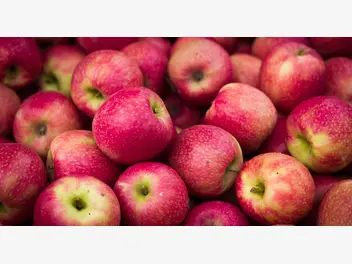Ilustracja artykułu jabłka, czyli skarbnica smaku i wielu zastosowań - 7 przepisów