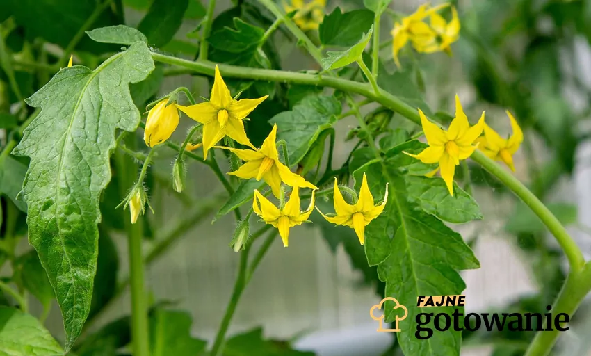 Kwiaty pomidora