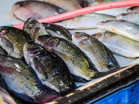 Tilapia - ryba, której lepiej nie jeść