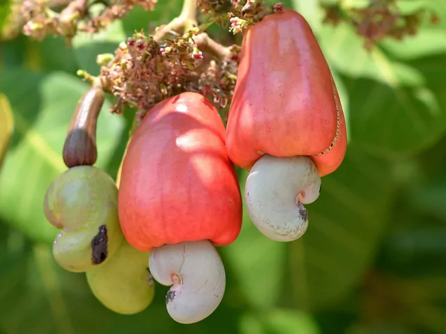 Orzechy nerkowca - najbardziej trująca roślina roku