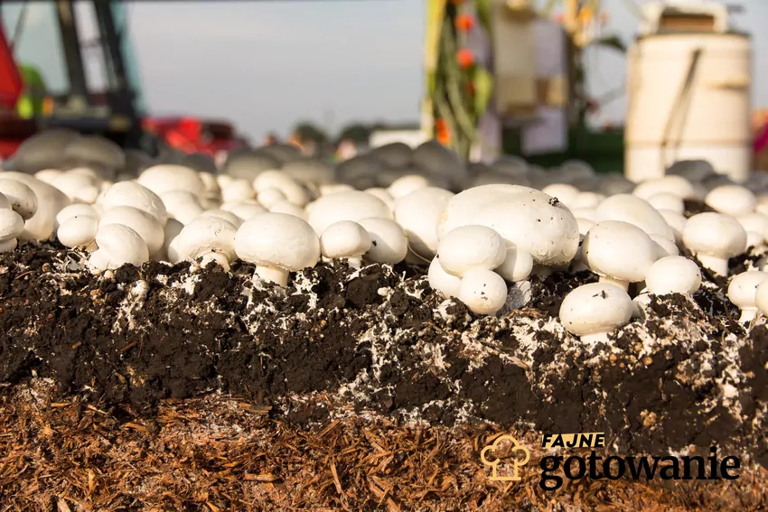 Czy obieranie pieczarek jest niezbędnym etapem? Pieczarki