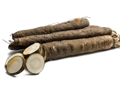 Skorzonera, zwana także „czarnym korzeniem”