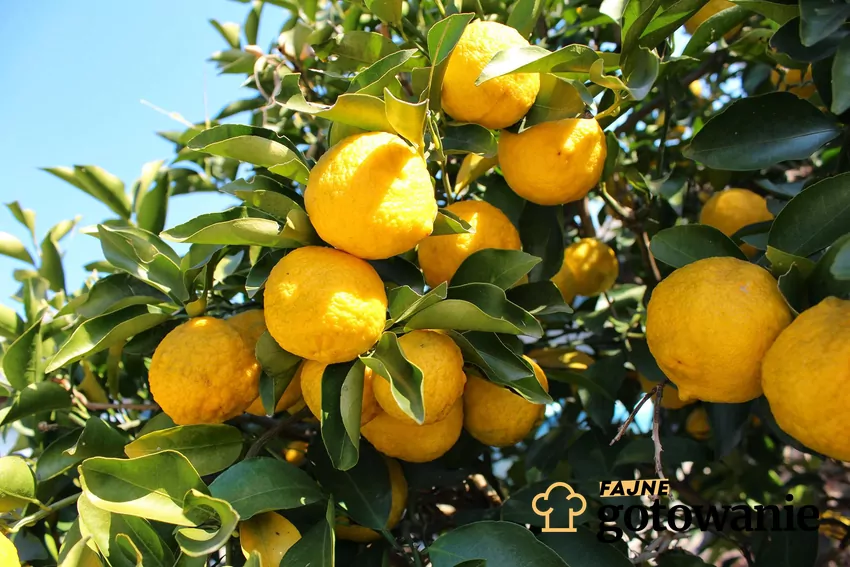 Tak wyglądają owoce yuzu Owoce yuzu na drzewie