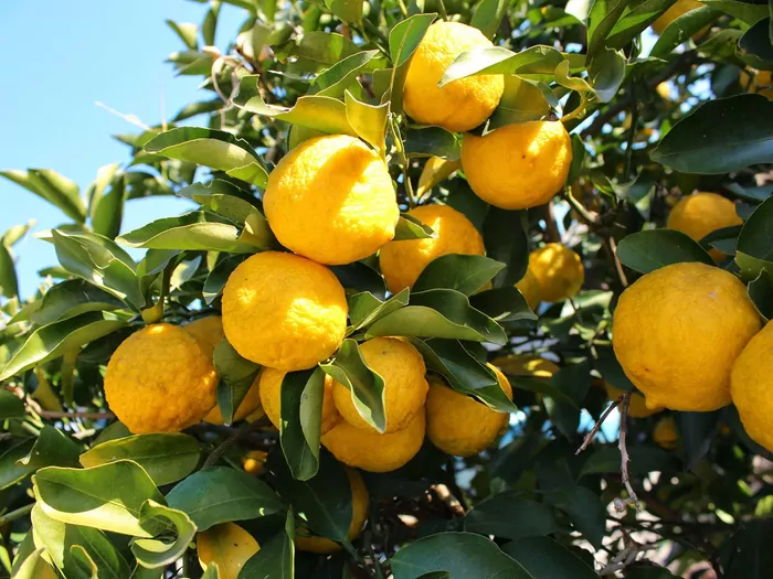 Owoc yuzu