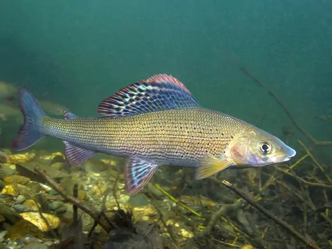 Lipień, zapomniana ryba słodkowodna