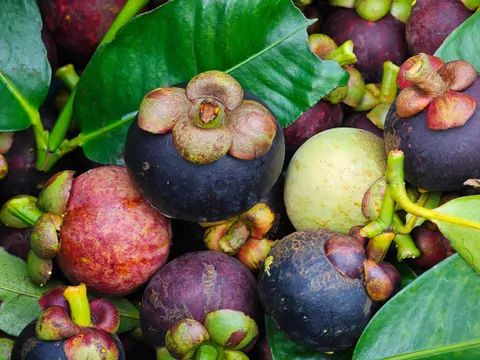 Mangostan - egzotyczny owoc