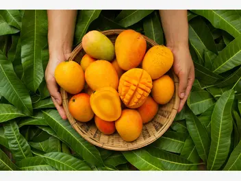 Ilustracja artykułu mango - pyszny i egzotyczny owoc. poznaj kilka sposobów na wykorzystanie go w kuchni