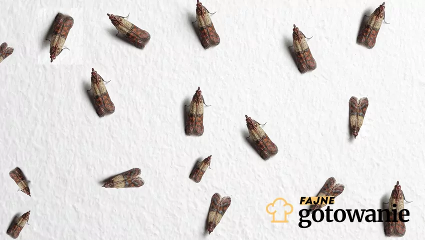 Mole spożywcze w kuchni