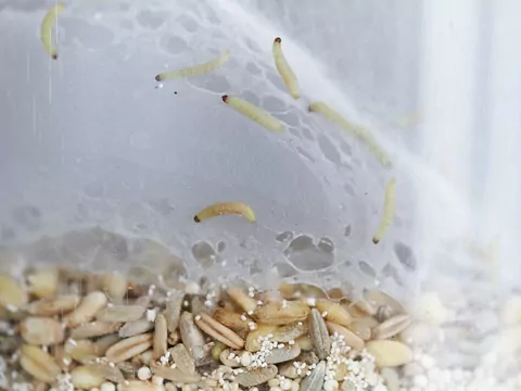 Zwalcz mole spożywcze skutecznie