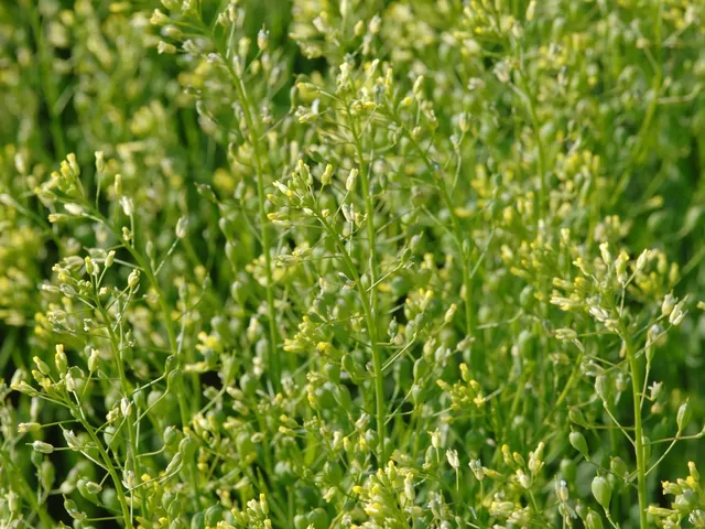 Właściwości oleju rydzowego