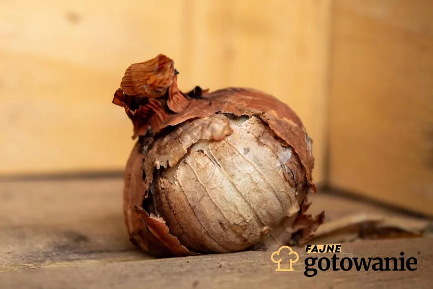Cebula zgnita
