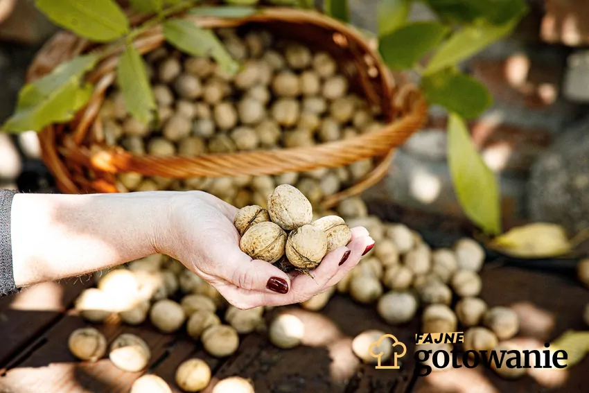 Orzechy uchodzą za smaczne i zdrowe, jednak czasami mogą być bardzo gorzkie w smaku Zbieranie orzechów
