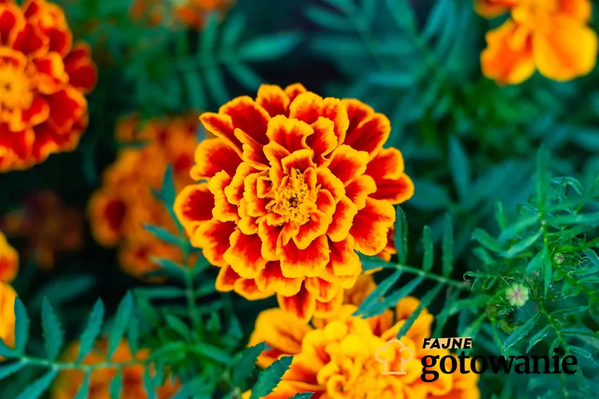 Mogą być nie tylko przyprawą, ale też piękną ozdobą Kwiaty aksamitki