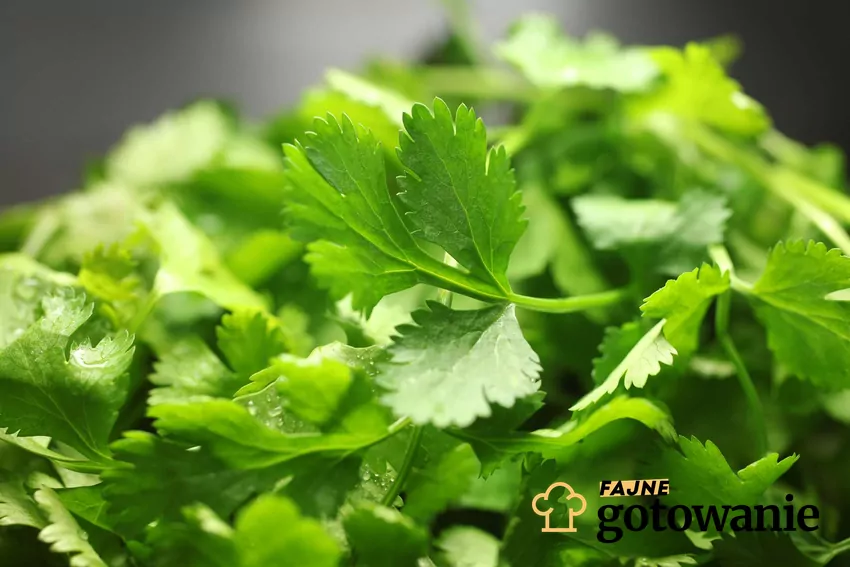 Świeża kolendra na ciemnym tle