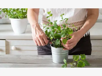 Ilustracja artykułu zioła, które warto teraz wysiać - proste uprawy na parapecie lub balkonie