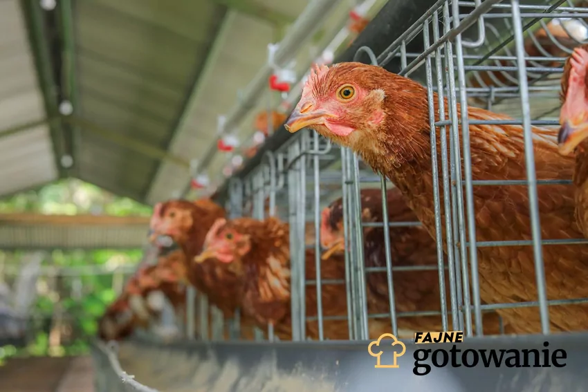 Lidl dołącza do sklepów, w których nie ma dostępnych jaj z chowu klatkowego Chów klatkowy