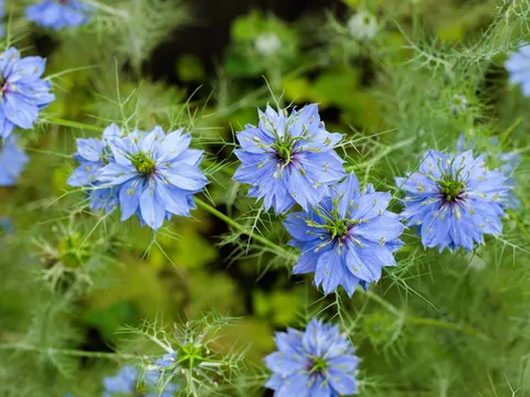 Zastosowanie czarnuszki w kuchni