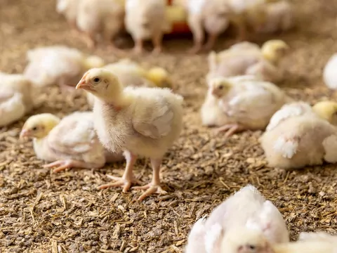 Długość życia zwierząt hodowanych na mięso