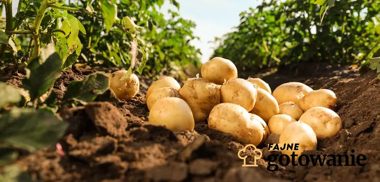 Młode ziemniaki dostępne są od końca maja do lipca