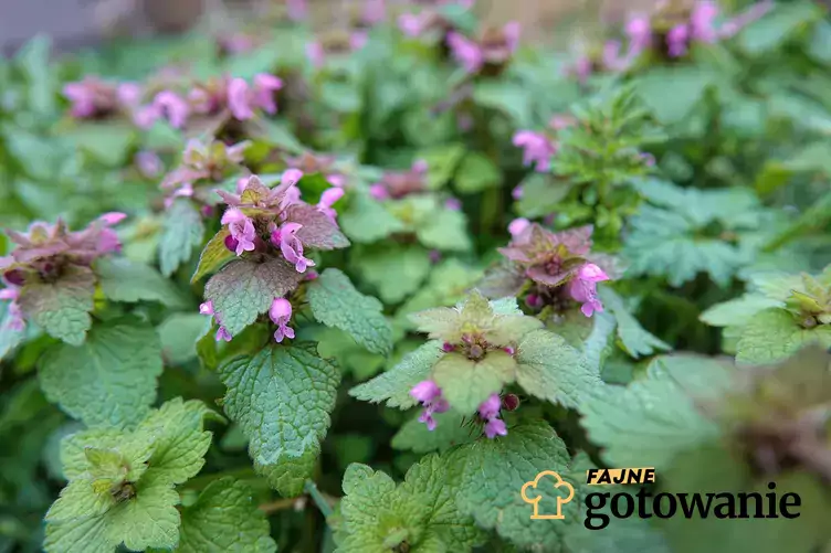 Jasnota purpurowa podobna do kurdybanka