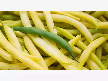 Ilustracja artykułu fasolka szparagowa - żółta, zielona i fioletowa. dlaczego warto ją jeść?
