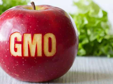 Żywność GMO