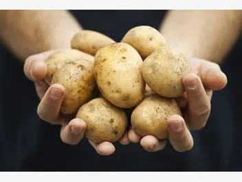 Ilustracja ziemniak