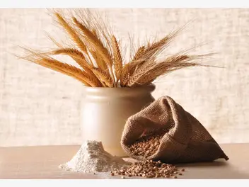 Ilustracja mąka pszenna