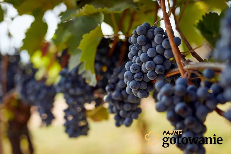 Co można zrobić z winogron