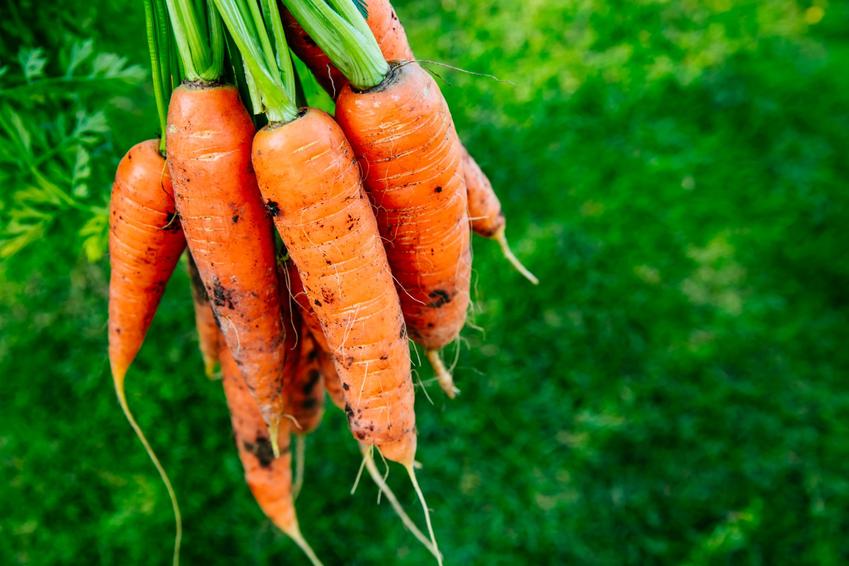 Czy sadzone we własnym ogrodzie warzywa polepszą smak naszych potraw?