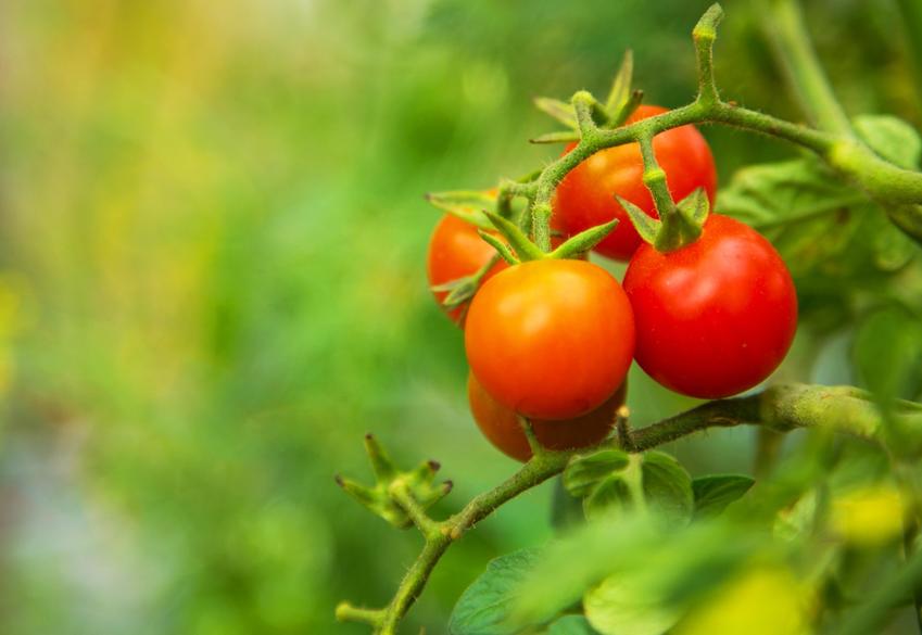 Czy sadzone we własnym ogrodzie warzywa polepszą smak naszych potraw?