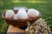 Jak sprawdzić świeżość jajka