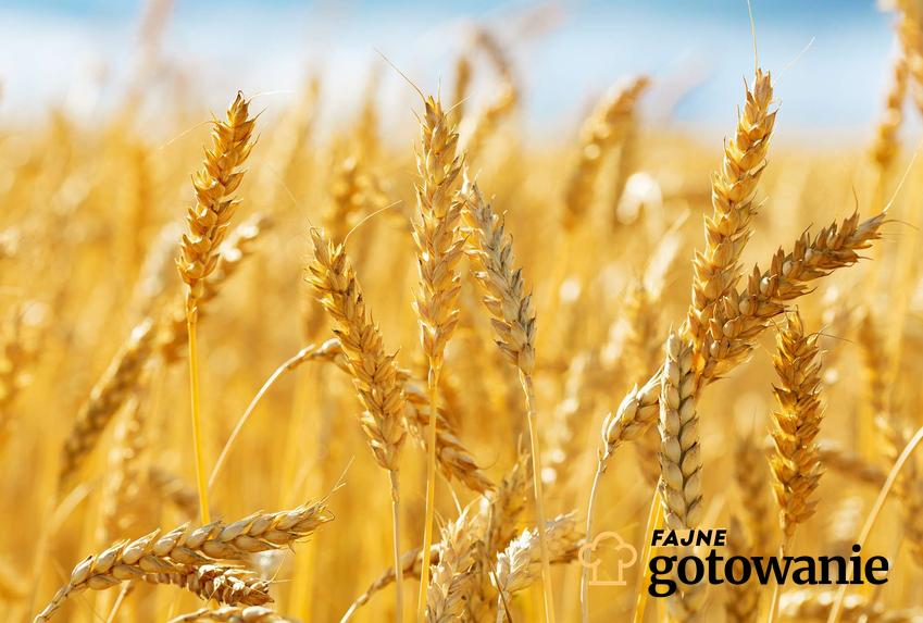 Dowiedz się, jakie wartości odżywcze są w pszenicy ekspandowanej oraz jakie alergie mogą powodować.
