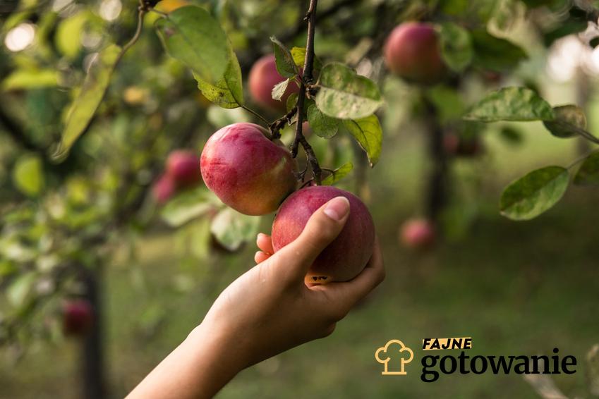 Dowiedz się, jakie wartości odżywcze są w jabłku oraz jakie alergie mogą powodować.